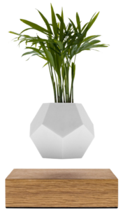 Hanging Plant