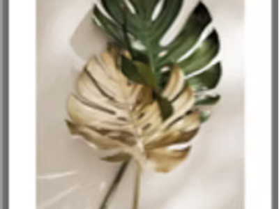 Affiche plante Monstera