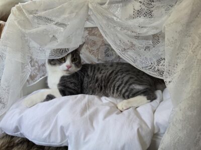 Lit baldaquin romantique pour animal – couchage cosy avec voilage