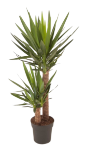 Yucca Plant