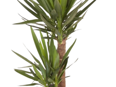 Plante yucca